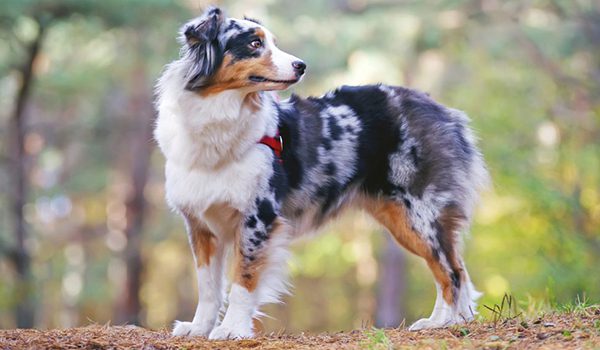 Australian Shepherd