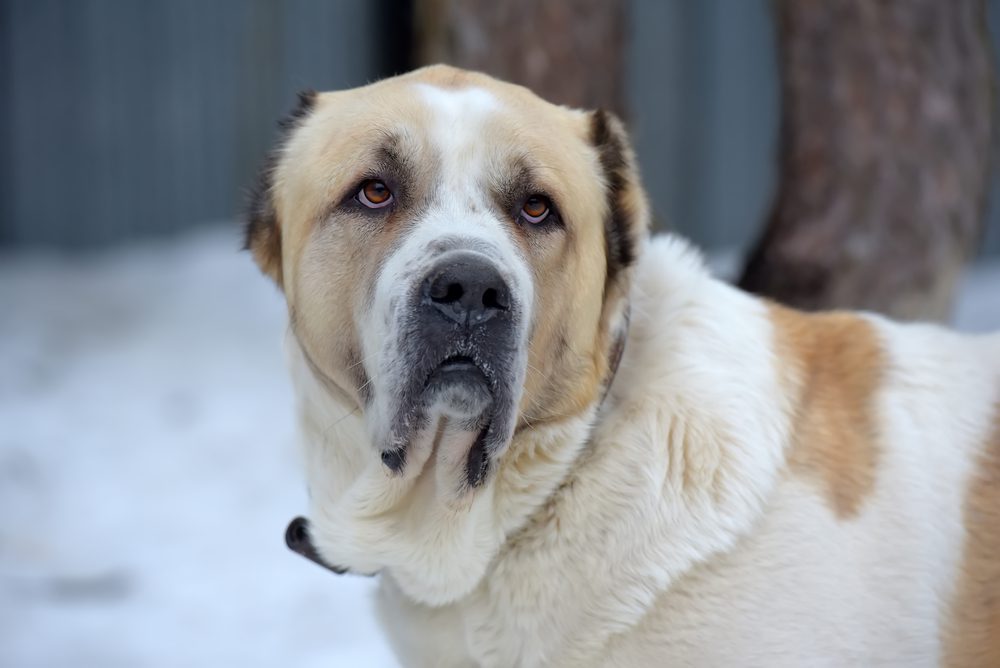 Berger d'Asie Centrale