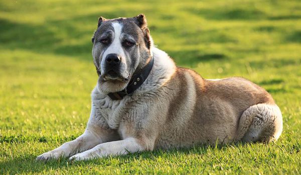 Berger d'Asie Centrale