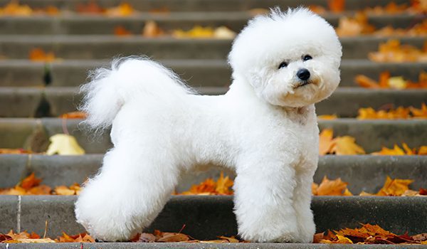 Bichon frisé