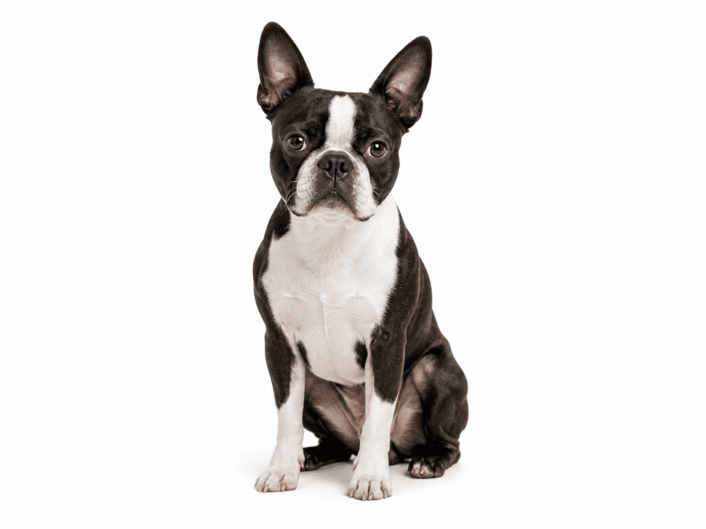 Boston Terrier