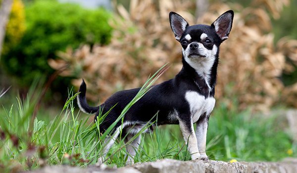 Chihuahua