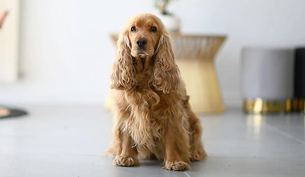 Cocker Spaniel Anglais