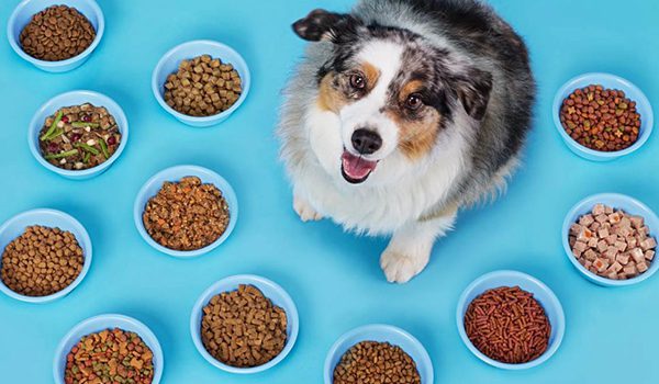 Combien de fois par jour faut-il nourrir son chien