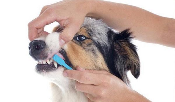 Comment brosser les dents de son chien