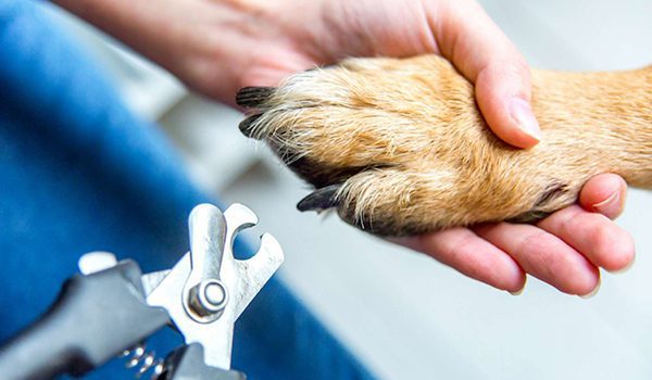 Coupe des griffes du chien