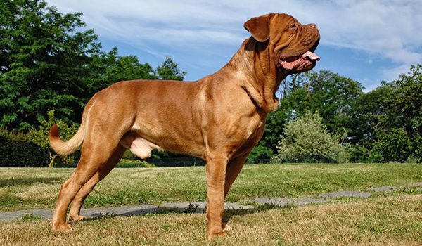 Dogue de Bordeaux