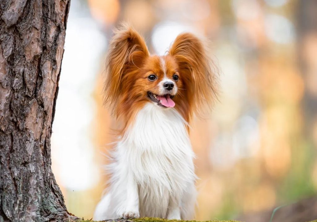 Épagneul nain continental