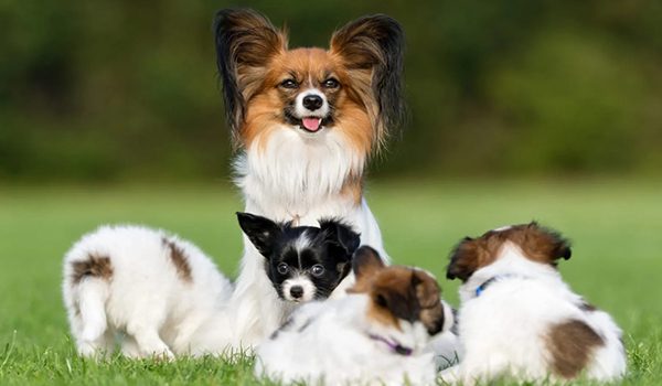 Épagneul nain continental