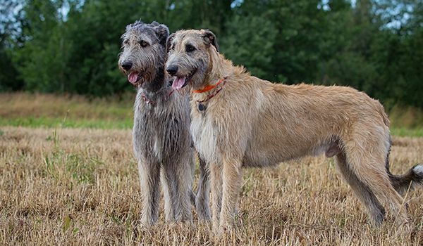 Irish Wolfhound