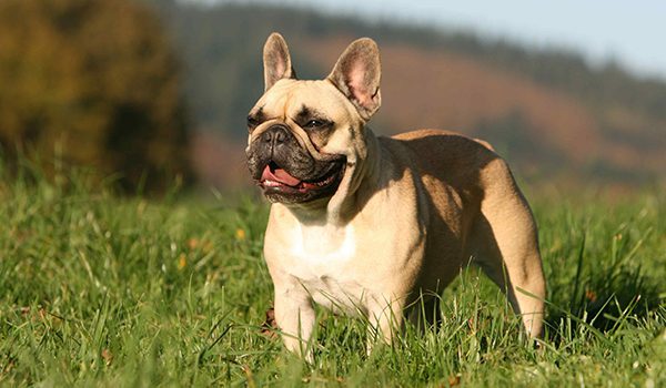 Le Bouledogue Français