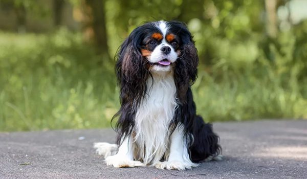 Le Cavalier King Charles Spaniel