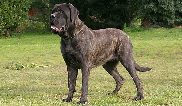 Mastiff