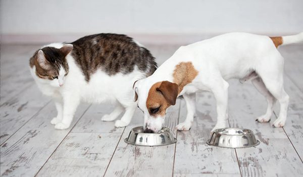 Mon chien mange les croquettes du chat