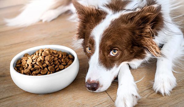 Pourquoi mon chien ne mange plus ses croquettes ?