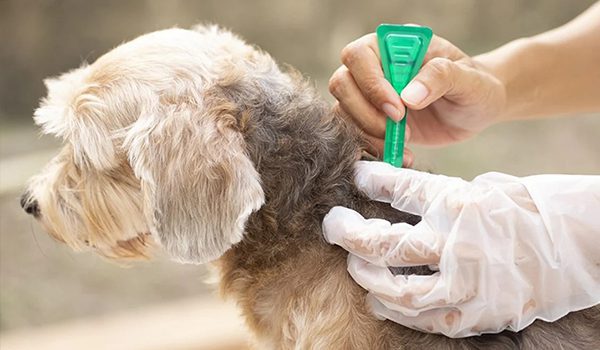 Prévention des tiques chez les chiens