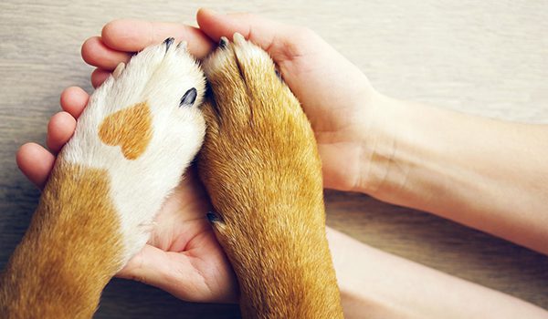 Refuges pour chiens France