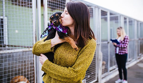 Refuges pour chiens Occitanie