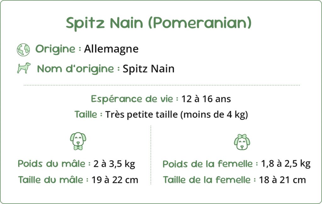 Spitz Nain