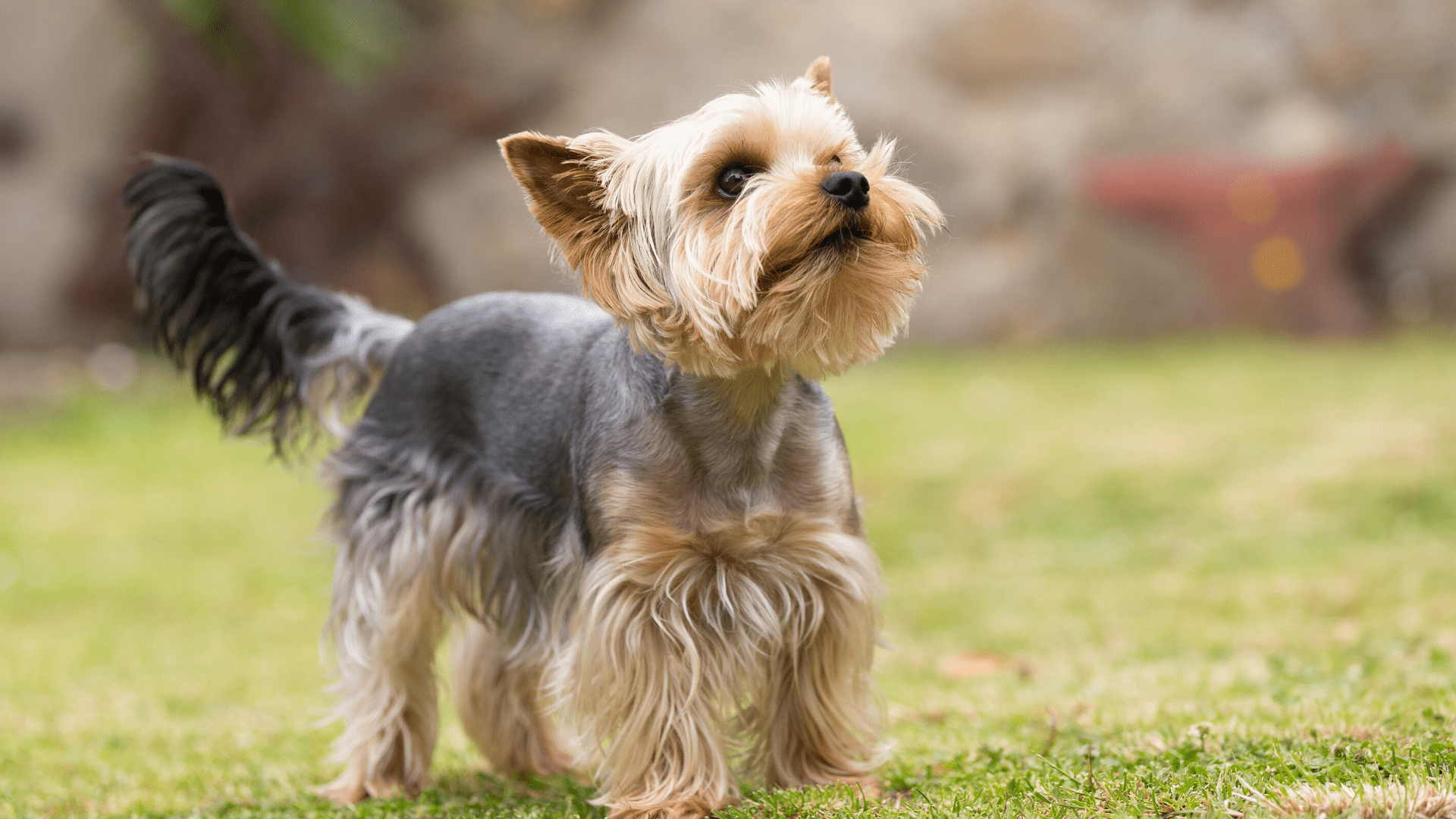 Yorkshire Terrier