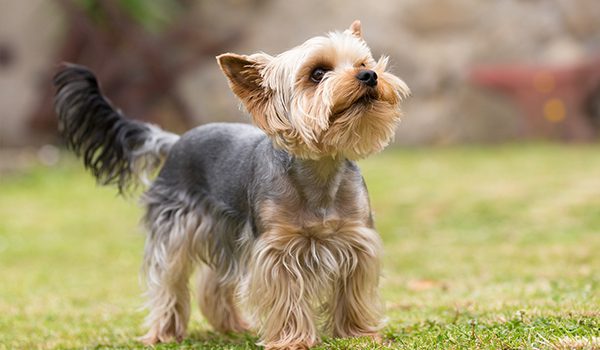 Yorkshire Terrier