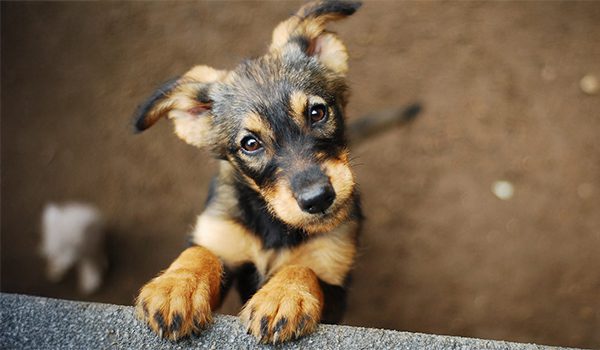 refuges pour chiens en Provence-Alpes-Côte d’Azur