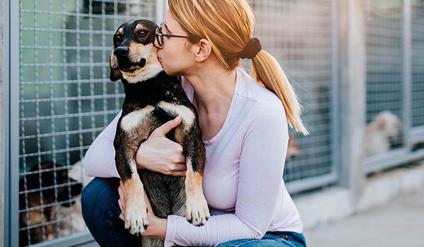 Refuges pour chiens en Normandie