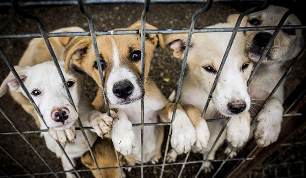 refuges chiens en Pays de la Loire