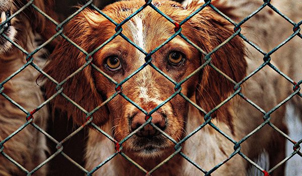 refuges pour les chien en Nouvelle-Aquitaine