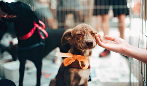 Refuges pour les chiens en Bretagne