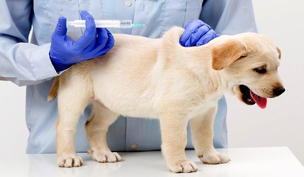 vactination chien