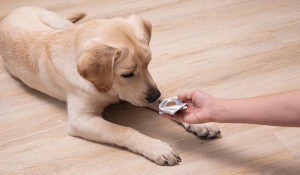 vermifuge pour chien