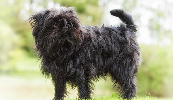 Affenpinscher