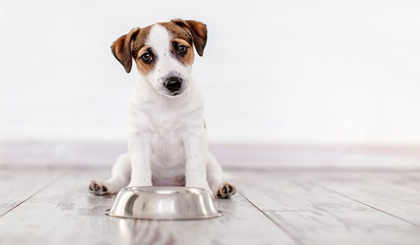 Alimentation du chiot