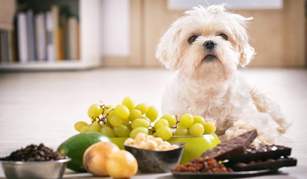 Aliments Toxiques et Dangereux pour les Chiens