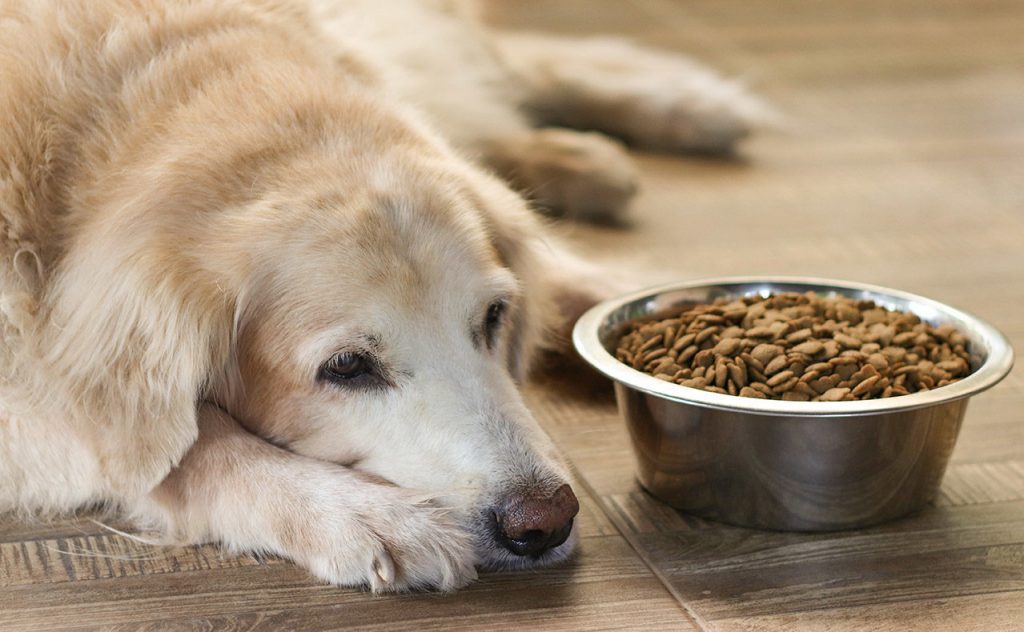 Allergie alimentaire chez le chien