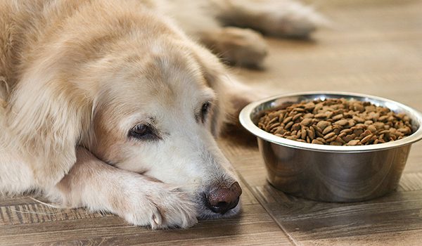 Allergie alimentaire chien