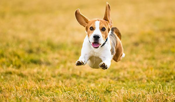 Apprendre le rappel à son chien - technique infaillible