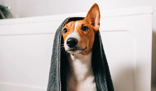 Bain sec pour chien
