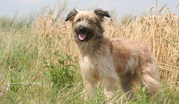Berger des Pyrénées