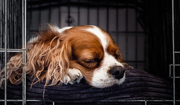 Cage de transport pour chien