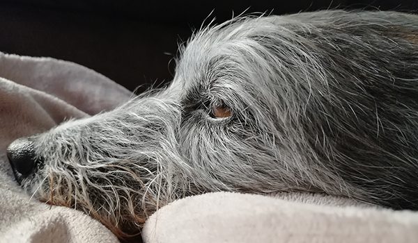 Chien en fin de vie : signes