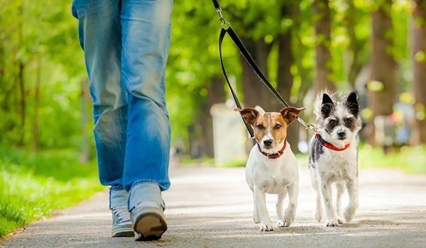 Combien de promenades par jour pour un chien ?