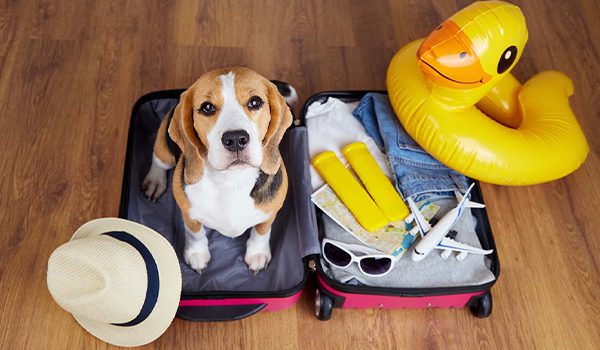 Comment faire garder son chien ?