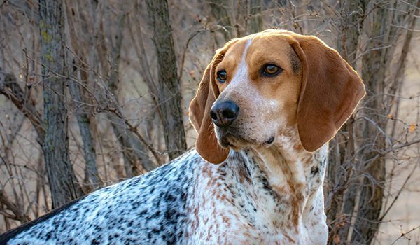 Coonhound américain