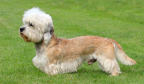 Dandie Dinmont Terrier