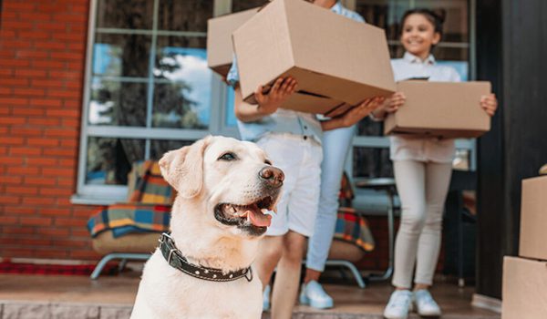 Déménager avec son chien