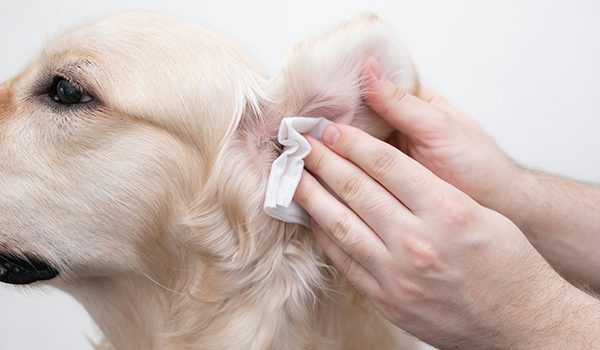 Entretien des oreilles du chien : prévenir les infections