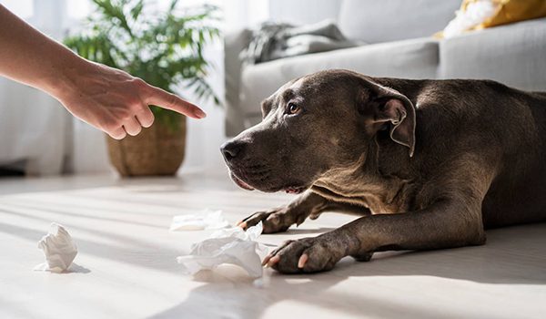 Erreurs en dressage de son chien