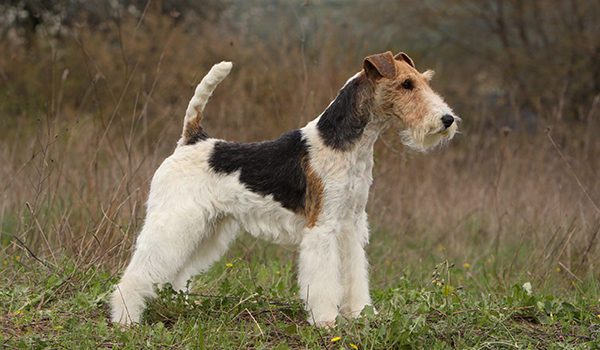 Fox Terrier à poil dur